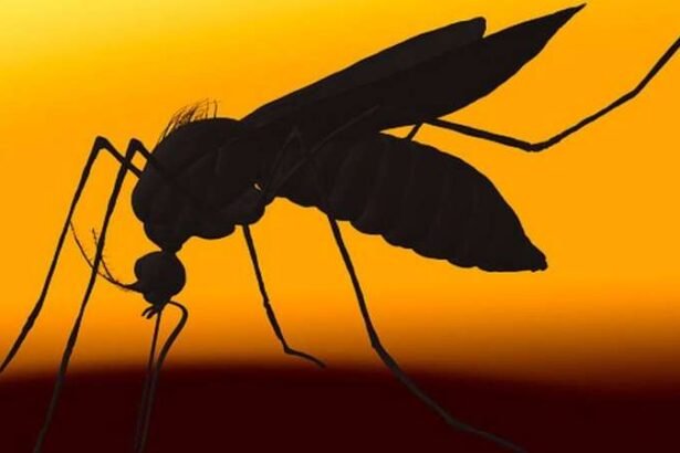 Acontece a quinta morte causada pela dengue em SP: saiba como se prevenir Lorena Bueri