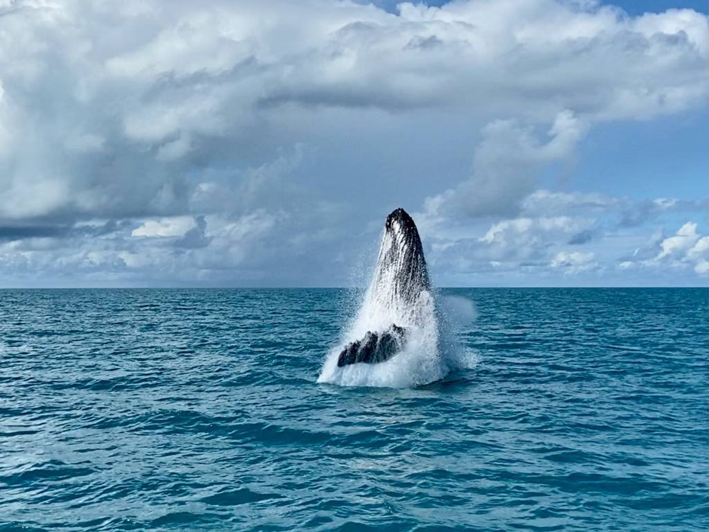 abrolhos-jubarte